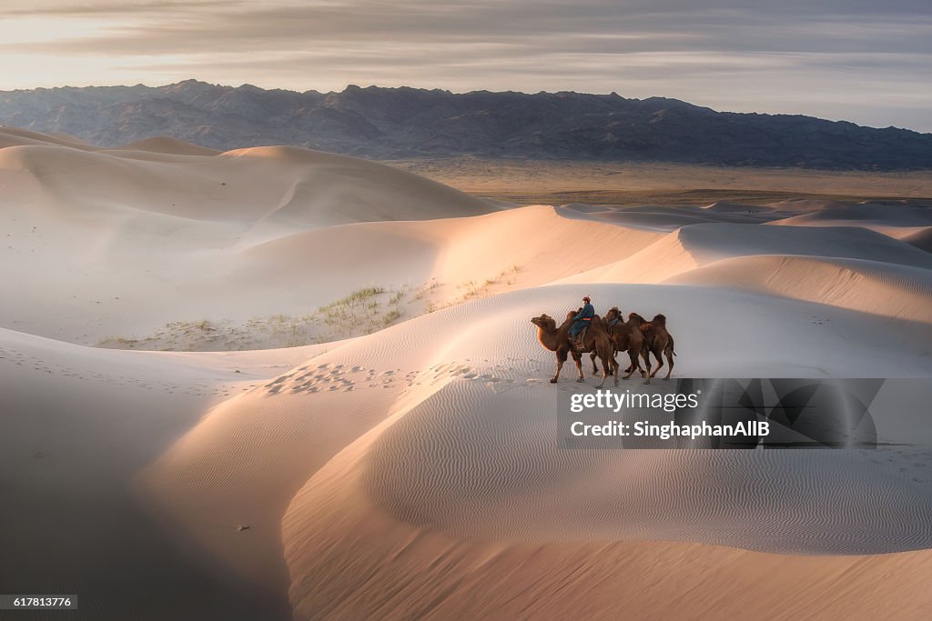 Camel riding on Gobi Desert, Mongolia