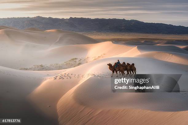 camel riding on gobi desert, mongolia - gobi desert stock-fotos und bilder