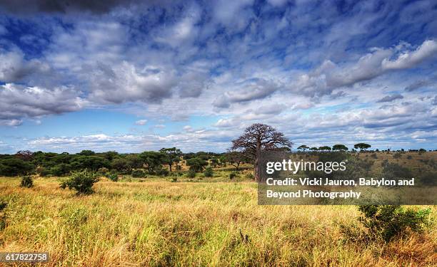 baobab tree under blue sky with clouds in tarangire - tree under blue sky stockfoto's en -beelden