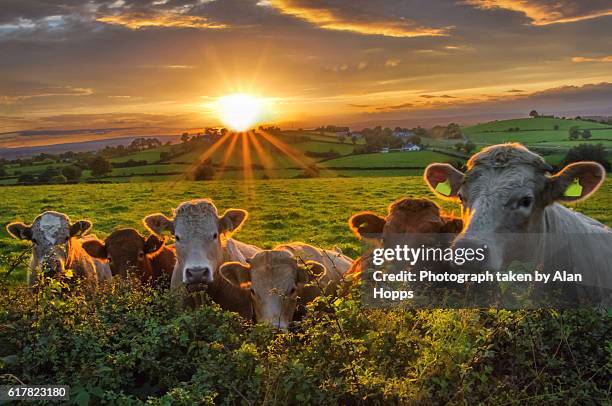 beef cattle line up along a hedge at sunset - cows uk stock pictures, royalty-free photos & images