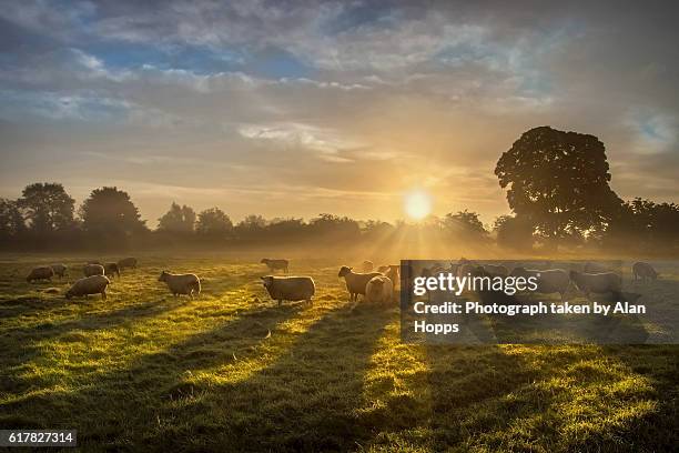 sun, sheep and shadows - comté d'armagh photos et images de collection