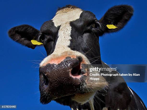 wide angle portrait of a holstein cow - snout stock pictures, royalty-free photos & images