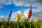 Gladiolus field in Denmark