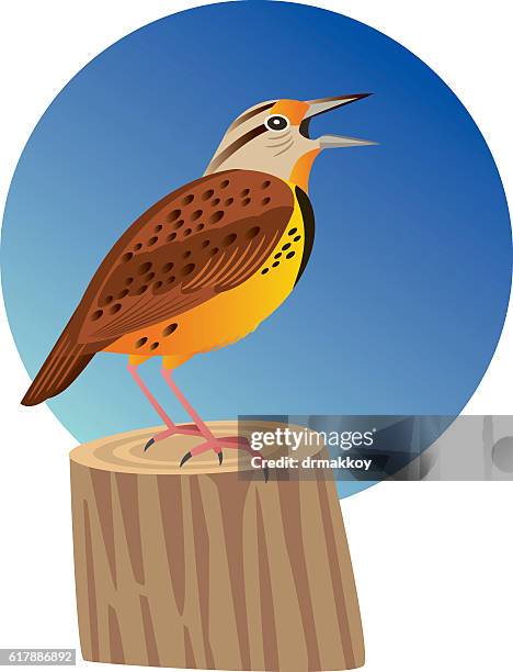 illustrations, cliparts, dessins animés et icônes de sturnelle - sturnelle