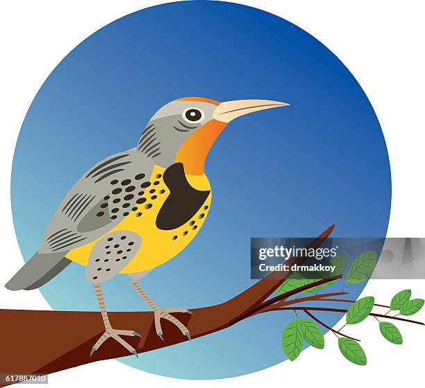 western meadowlark - birdsong 幅插畫檔、美工圖案、卡通及圖標