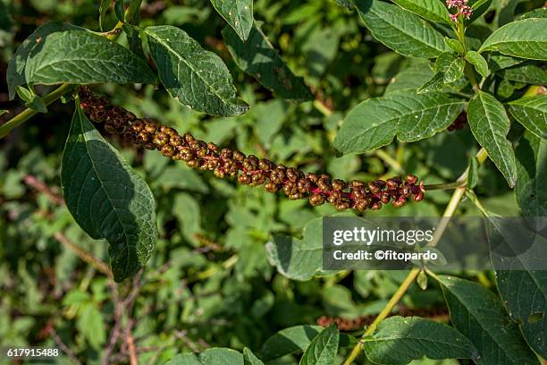 volcán de colima green plant in the soil - volcán stock pictures, royalty-free photos & images