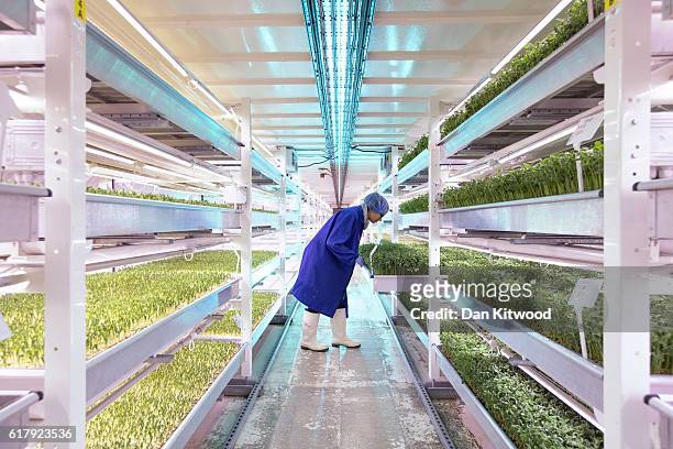 Spanish Intern Isabel checks plants in one of the Underground tunnels at 'Growing Underground' in Clapham on October 24, 2016 in London, England. The...