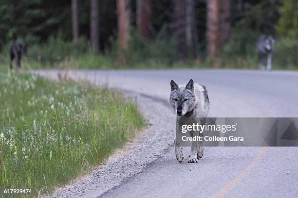 wild wolf pack, canid lupus, in the canadian rockies - banff national park wolf stock pictures, royalty-free photos & images