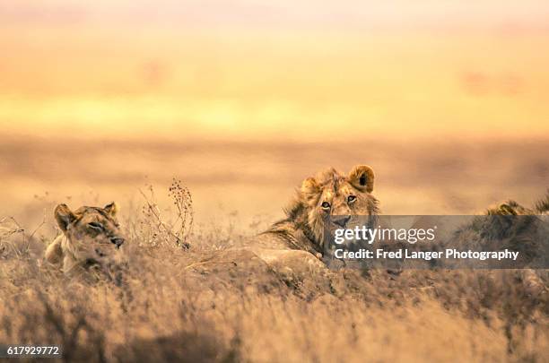 lion relaxing with mate - アルーシャ地区 ストックフォトと画像