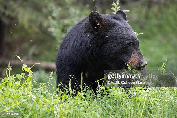 adult black bear, ursus americanus, eating grasses in banff national park, alberta, canada - bear attacking stock-fotos und bilder