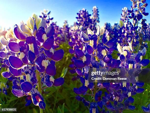 america the beautiful - texas bluebonnets stock pictures, royalty-free photos & images