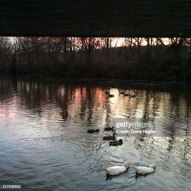 america the beautiful - lambertville stock pictures, royalty-free photos & images