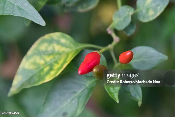 Chili peppers in plant. Hot red fruit of a wild plant. The green and blurred background highlights them even more.