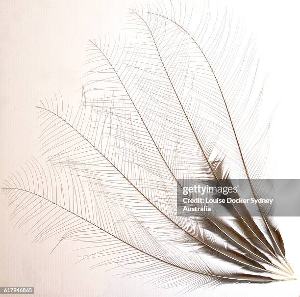 flat lay - lyre bird stock pictures, royalty-free photos & images