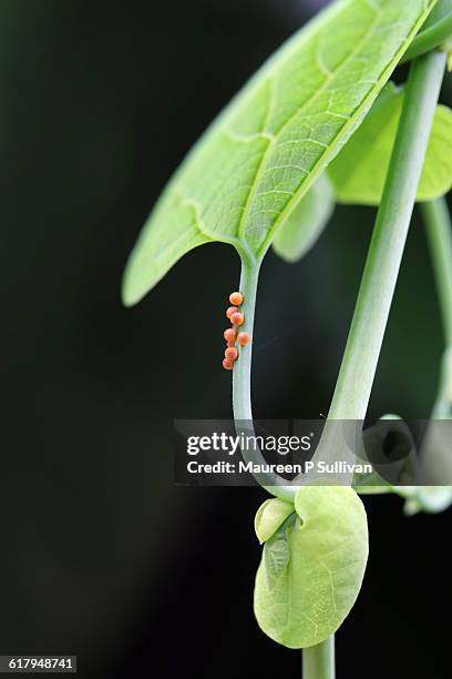 color stories - green - pipevine swallowtail butterfly stock pictures, royalty-free photos & images