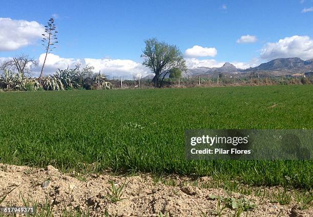 color stories - green - cereales stockfoto's en -beelden