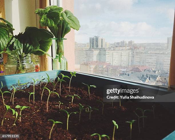 Urban Gardening from a Personal Perspective