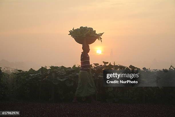Farmer carries vegetables on his head to sell them at a market outside of Dhaka, Bangladesh on October 25, 2016. Vegetable production is contributing...
