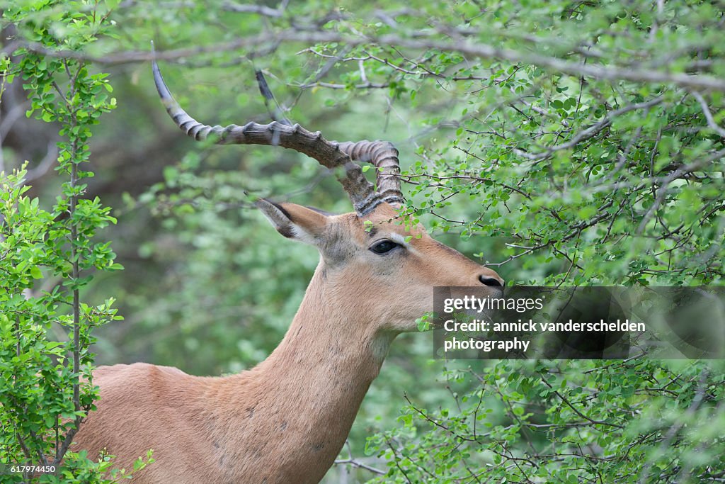 Impala (Aepyceros melampus) male.