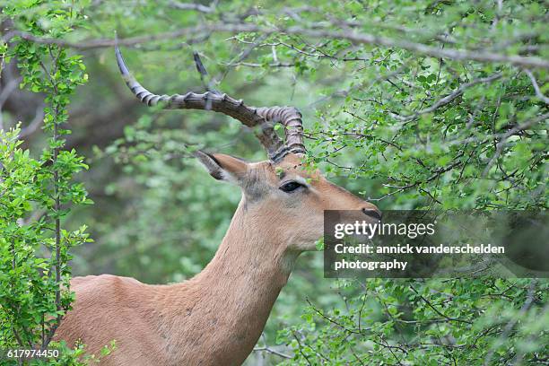 impala (aepyceros melampus) male. - impala stock pictures, royalty-free photos & images