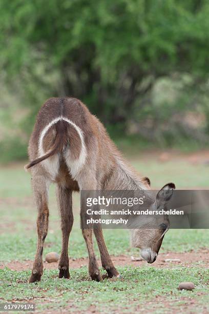 waterbuck (kobus ellipsiprymnus). - antilop bildbanksfoton och bilder
