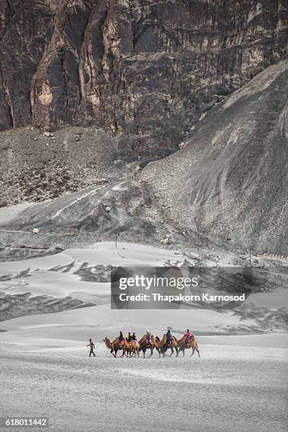 nubra valley - camel ride stock pictures, royalty-free photos & images