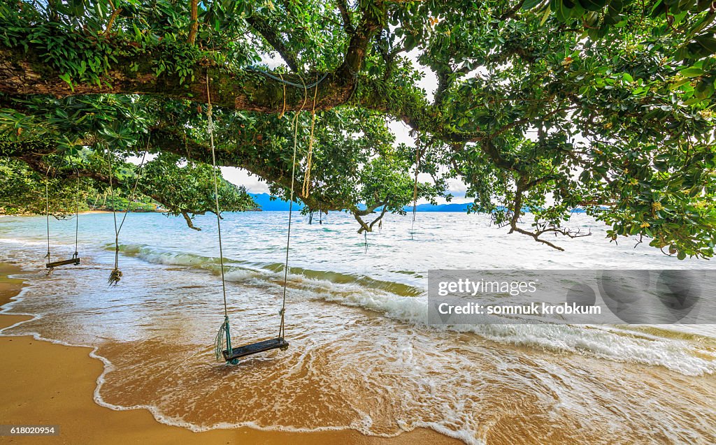 Hanging swing and large old tree on beach