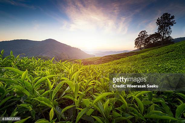 cameron highlands, malaysia - cameron highlands stock pictures, royalty-free photos & images