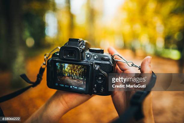 camera capturing a forest - fotografia imagem imagens e fotografias de stock