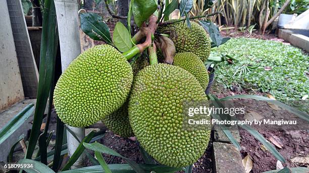 jackfruit - low hanging fruit stock pictures, royalty-free photos & images