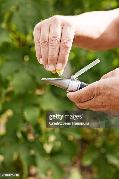 farmer squeezing grape in refractometer - refractometer stock pictures, royalty-free photos & images