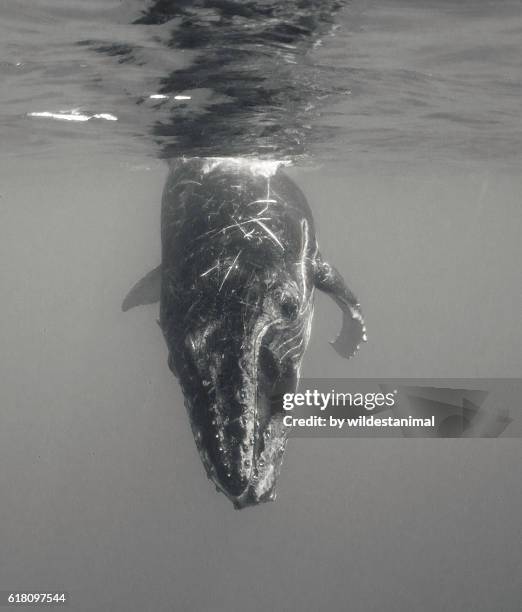 humpback whale calf near the surface - tourism in tonga stock pictures, royalty-free photos & images