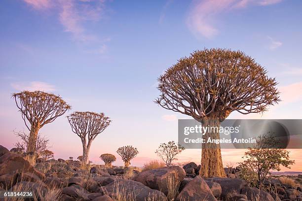 quiver tree forest - quiver tree stock pictures, royalty-free photos & images