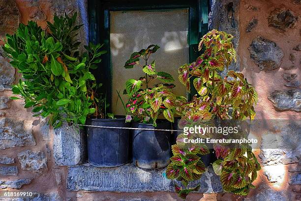 hybrid coleus plants on the window - pyrgi photos et images de collection