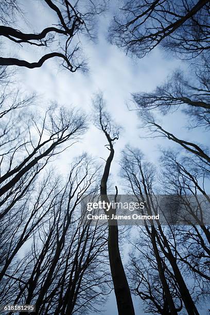 bare winter trees blowing in the wind - kale boom stockfoto's en -beelden