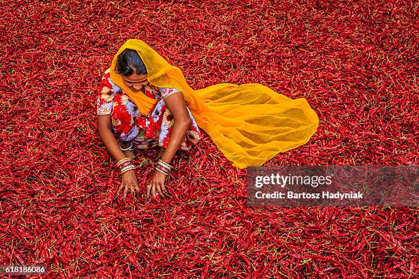 young indian woman clasificación chile rojo pimientos, jodhpur, india - pañuelo rojo fotografías e imágenes de stock