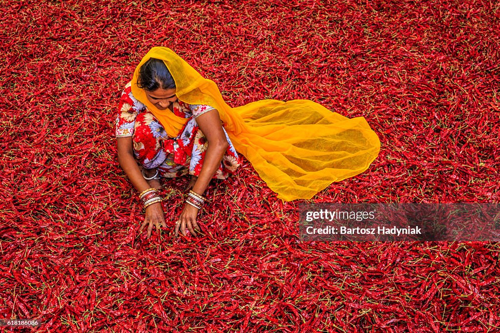 Young Indian woman sorting red chilli peppers, Jodhpur, India