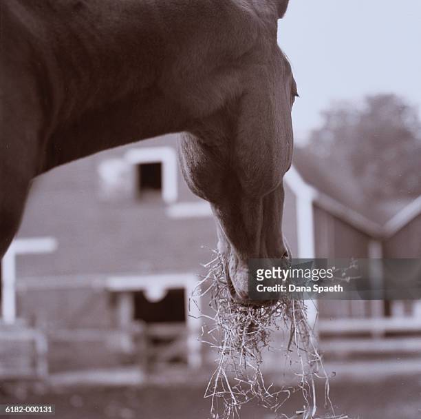 horse eating grass - lenox massachusetts stock pictures, royalty-free photos & images