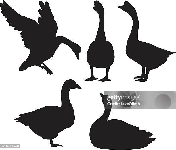 illustrations, cliparts, dessins animés et icônes de silhouettes d’oie - oie oiseau des rivières