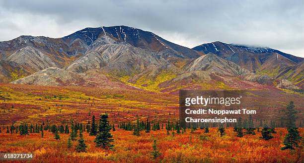 denali in autumn, alaska, usa - toundra photos et images de collection