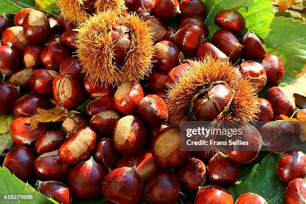 sweet chestnuts (castanea sativa), some still in the husk - kastanjeboom stockfoto's en -beelden