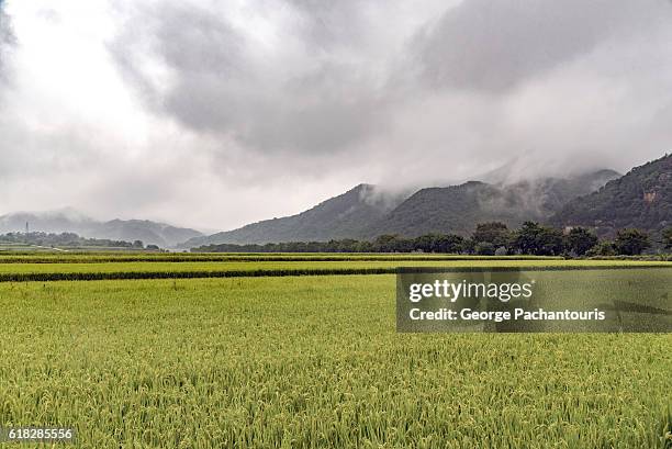 rice fields near the hahoe folk village, south korea - hahoe photos et images de collection