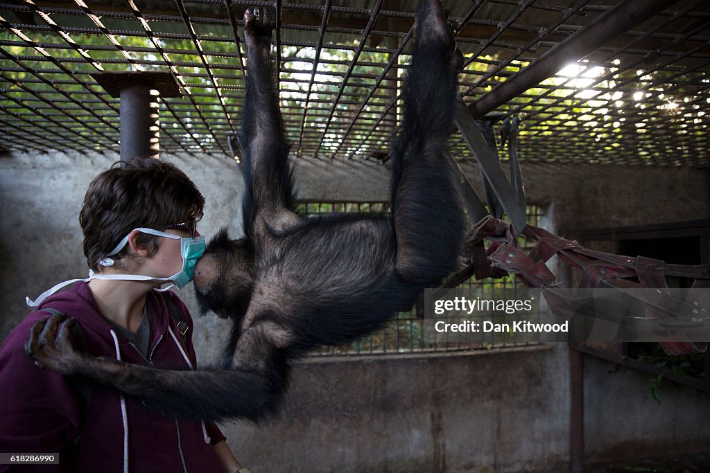 Rehabilitating Chimpanzees - A Labour Of Love