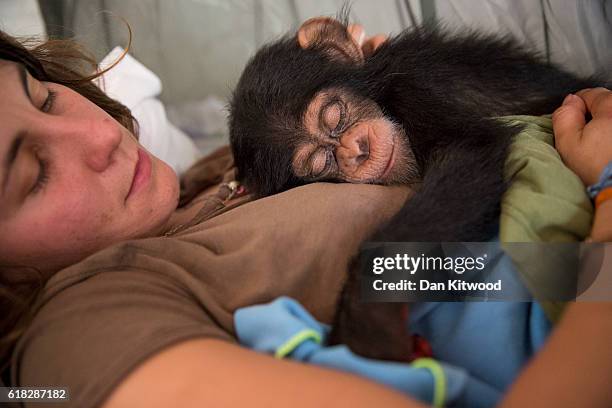 French volunteer Audrey Lenormand holds ten month old Soumba, at the Chimpanzee Conservation Centre, on November 27, 2015 in Somoria, Guinea. Soumba...