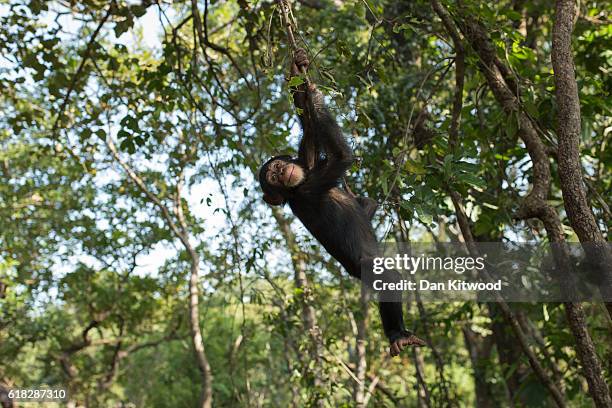 One of the baby group swings in trees during a bushwalk, at the Chimpanzee Conservation Centre, on November 25, 2015 in Somoria, Guinea. The CCC is a...