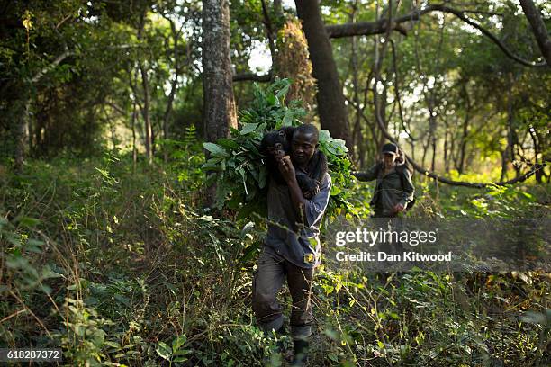 Keeper Albert Wamouno carries one of the babies back to her enclosure with leaves to make a nest after a bushwalk, at the Chimpanzee Conservation...