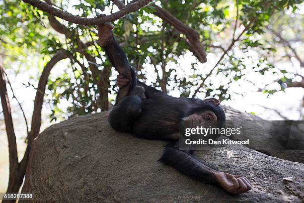 Hawa lays on a rock next to the River Niger during a bushwalk, at the Chimpanzee Conservation Centre, on November 26, 2015 in Somoria, Guinea. Hawa...