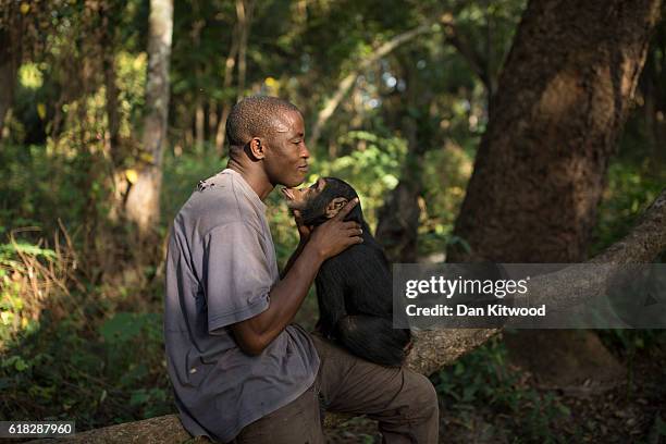 Keeper Albert Wamouno interacts with Hawa during a bushwalk, at the Chimpanzee Conservation Centre, on November 25, 2015 in Somoria, Guinea. Hawa was...