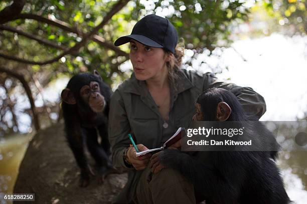 French volunteer Audrey Lenormand attempts to learn 'Malinke' with one of the keepers while the baby chimpanzees take an interest at the Chimpanzee...