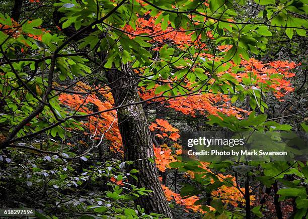 colorful forest - stevensville fotografías e imágenes de stock